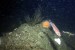 Denmark: Offshore Wind Farms and Fish Live in Harmony